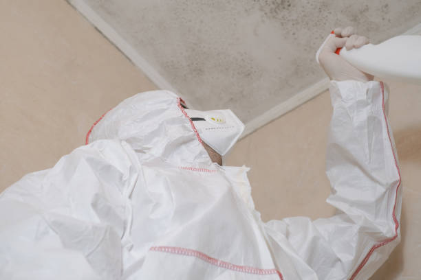 Trusted Elkin, NC Mold Remediation Experts