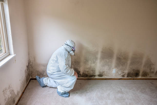 Why You Should Choose Our Mold Remediation Services in Elkin, NC